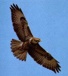 Buzzard